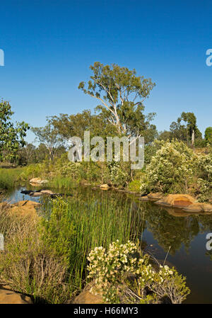 Il pittoresco entroterra australiano di paesaggio, fiori selvatici, Red Rocks, alberi e cielo blu riflessa in superficie a specchio di acqua del flusso pigro dopo la pioggia Foto Stock