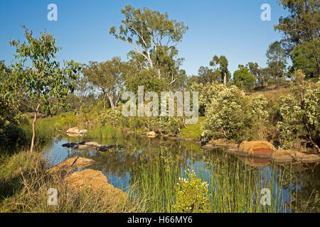 Il pittoresco entroterra australiano di paesaggio, fiori selvatici, Red Rocks, alberi e cielo blu riflessa in superficie a specchio di acqua del flusso pigro dopo la pioggia Foto Stock