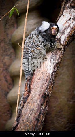 Verticale fino in prossimità di un comune marmoset. Foto Stock