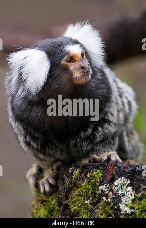 Verticale fino in prossimità di un comune marmoset. Foto Stock