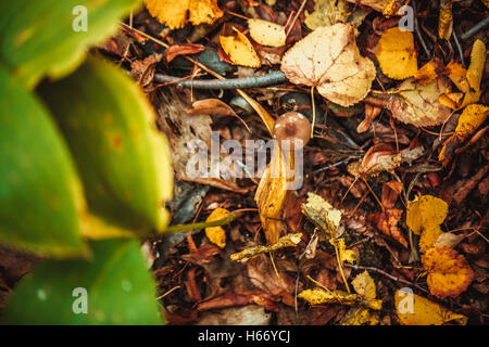 Funghi su un moncone e foglie di autunno sul suolo della foresta. Foto Stock