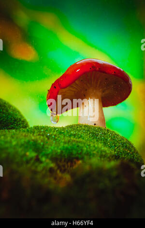 Funghi freschi russula bianco cresce la levetta sul muschio. Foto Stock