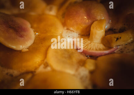 I funghi cotti in un tegame da vicino. Foto Stock