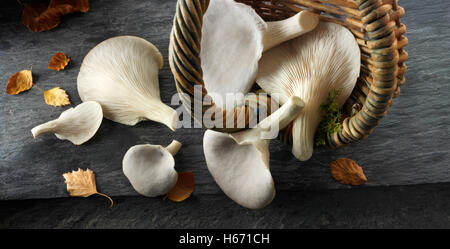 Raccolte fresche Materie grigio funghi Oyster, Pleurotus ostreatus, non cotte Foto Stock