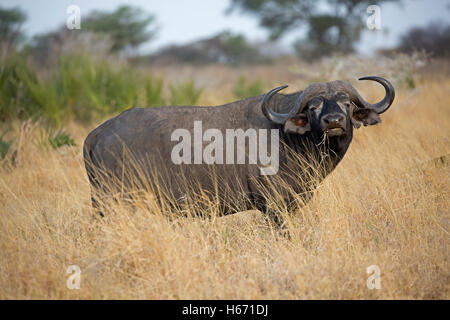Unico capo africano buffalo Syncerus caffer Parco nazionale di Meru Kenya Foto Stock