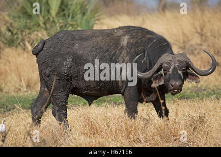 Unico capo africano buffalo Syncerus caffer Parco nazionale di Meru Kenya Foto Stock