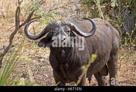 Unico capo africano buffalo Syncerus caffer Parco nazionale di Meru Kenya Foto Stock