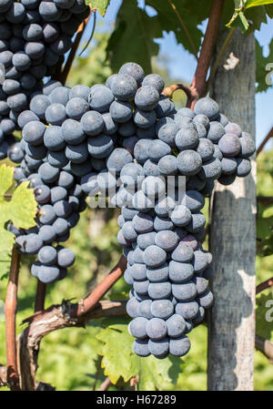 Blu uva coltivata è pronta per il raccolto. Foto Stock