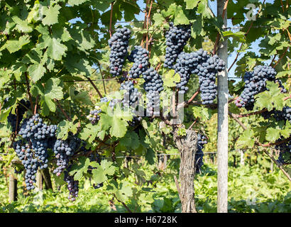 Blu uva coltivata è pronta per il raccolto. Foto Stock