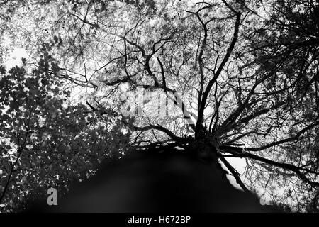 Tall drammatico tree top crescendo in natura. Foto Stock