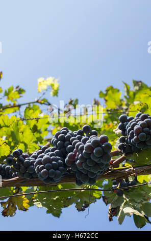 Blu uva coltivata è pronta per il raccolto. Foto Stock