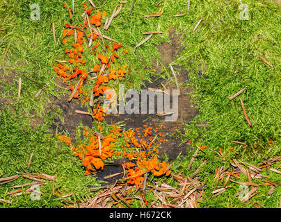 Gruppo di Tremella aurantia cresce su un ceppo di albero. Foto Stock