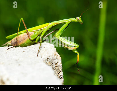 Mantide religiosa in posa su una parete e guardando qualcosa. Foto Stock