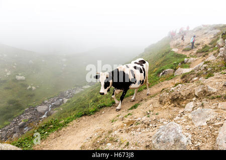 Mucca a piedi lungo il sentiero nel Kackar montagne vicino altopiano Kavrun, Kavrun villaggio in Camlihemsin, Rize, Turchia. Foto Stock