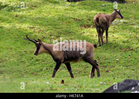 Camoscio dei Pirenei, Rupicapra pyrenaica, è una capra antelope che vive nei Pirenei, Cantabrici e montagna appenninica Foto Stock