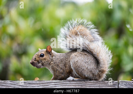 Orientale scoiattolo grigio - Sciurus carolinensis Foto Stock