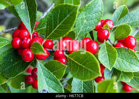 Bacche autunnali rosse di Winterberry - Ilex verticillata Foto Stock