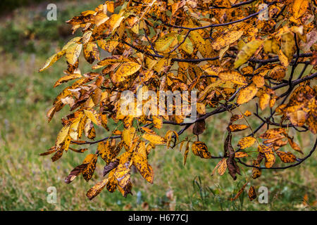 Noce albero autunno Juglans regia nel mese di ottobre Foto Stock