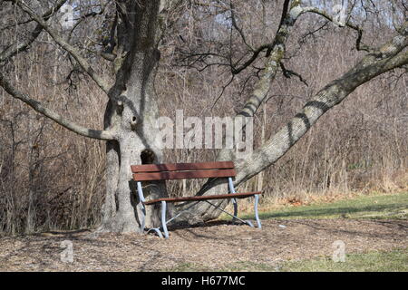 Un vuoto di una panchina nel parco seduto sotto un albero con molta luce del sole e ombre. Girato in formato orizzontale. Foto Stock