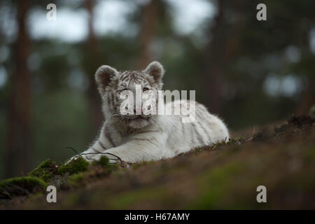 Royal tigre del Bengala ( Panthera tigris ), bianco morph, riposo, giacente sul piano di foresta, guardando attentamente, orecchie appuntite. Foto Stock