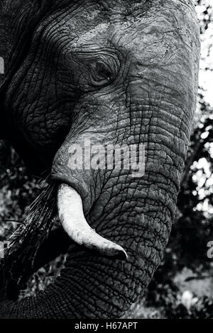 Elefante da vicino e di fame Foto Stock