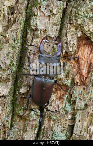 Stag Beetle ( Lucanus cervus ), imponente maschio, salendo sulla corteccia di un albero di quercia, dettagliata vista capovolto, vista tipica. Foto Stock