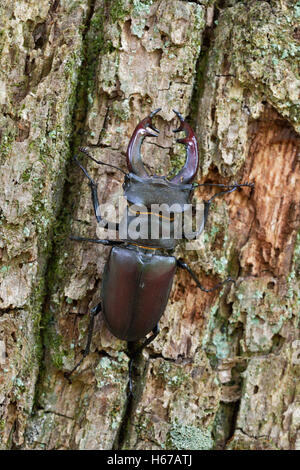 Stag Beetle ( Lucanus cervus ), impressionante maschio, popolare, arrampicata su corteccia di un albero di quercia, vista panoramica dettagliata, vista tipica, fauna selvatica, Europa. Foto Stock