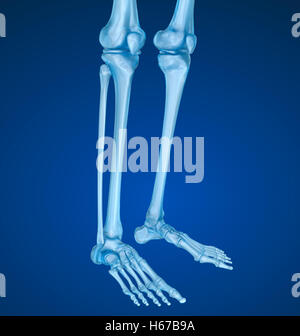 Anatomia del ginocchio. Vista a raggi x. Accurata dal punto di vista medico 3D illustrazione Foto Stock