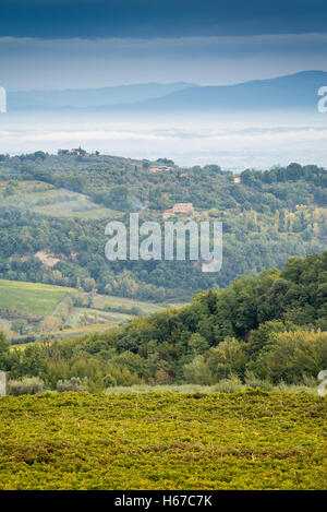 Paesaggio di vigneti sotto la famosa città del vino di Montepulciano, Toscana, Italia, UE, Europa Foto Stock