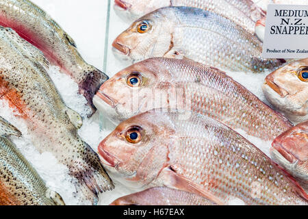 Nuova Zelanda Snapper Pesce su ghiaccio a pescivendoli Foto Stock