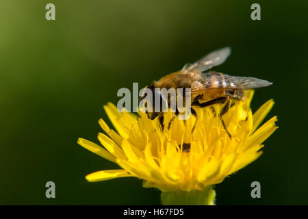 Un'ape nettare di raccolta su un fiore giallo Foto Stock