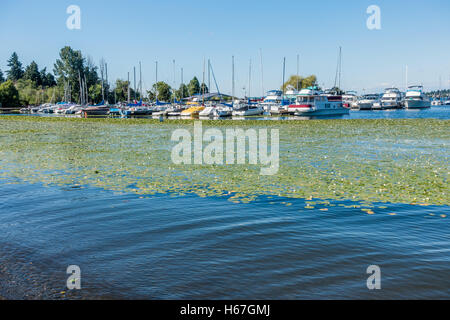 Le barche sono ormeggiati a Marina sul lago Washington vicino Seattle. Foto Stock