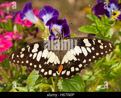 Bianco & Nero australiano a coda di rondine a scacchi butterfly Papilio demoneus alimentare tra colorate di rosso e viola fiori da giardino Foto Stock