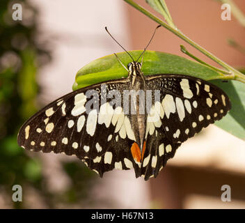 Bianco & Nero australiano a coda di rondine a scacchi butterfly Papilio demoneus sulla foglia verde di albero di bargiglio contro uno sfondo chiaro Foto Stock