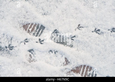 Bird tracce sulla neve fresca Foto Stock