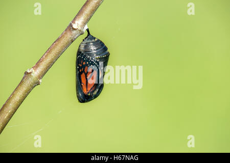 Farfalla monarca crisalide appeso sul ramo milkweed Foto Stock