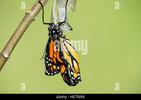 Farfalla monarca (danaus plexippus) emergente dalla crisalide Foto Stock