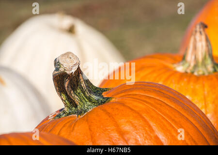 Primo piano di un gambo di zucca. Bianco e arancione zucca in background. Foto Stock