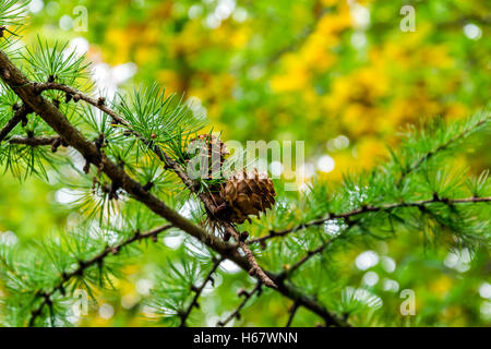 Ramo di pino con coni shot nella foresta con effetto bokeh di fondo e in autunno i toni di colore giallo in background. Foto Stock
