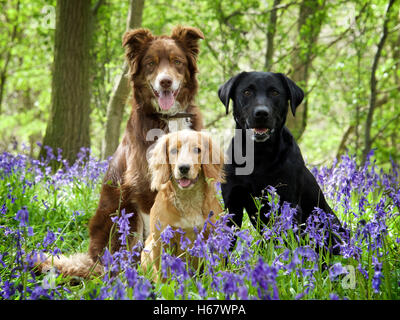 Tre cani sat in una patch di bluebells Foto Stock