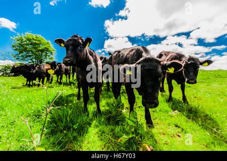 Aberdeen Angus vacche in un campo. Foto Stock