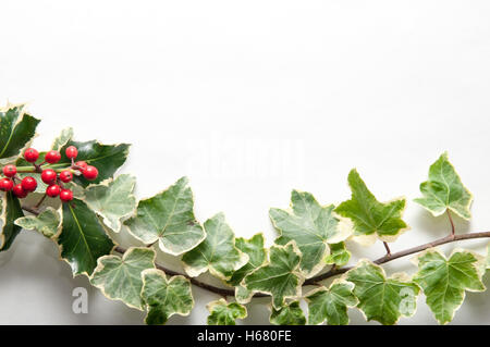 Festive rametto di agrifoglio e foglie d'edera con frutti di bosco isolato su uno sfondo bianco per un modello di natale Foto Stock