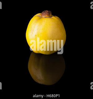 Le mele cotogne Frutta su un lucido nero con sfondo realistica Foto Stock