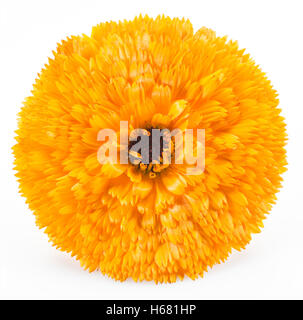 Calendula fiori isolati su sfondo bianco. Foto Stock