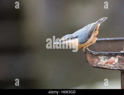 Picchio muratore su bird feeder cibo in bill Foto Stock