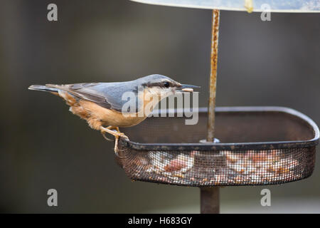 Picchio muratore su bird feeder cibo in bill Foto Stock