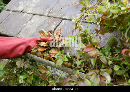 Pulizia gronda bloccati di foglie Foto Stock