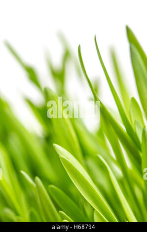 Close-up di erba verde su sfondo bianco. Macro Foto Stock