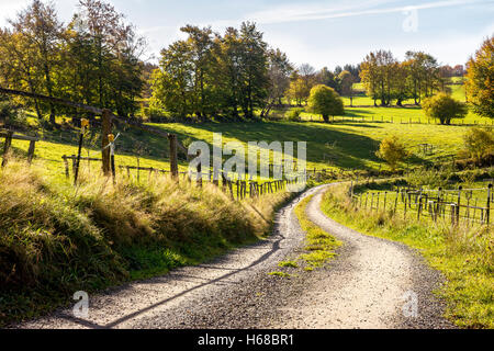 Una strada di campagna tra il verde dei prati. Foto Stock