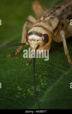 Close up macro il collo alimentatore cricket sulla foglia verde Foto Stock